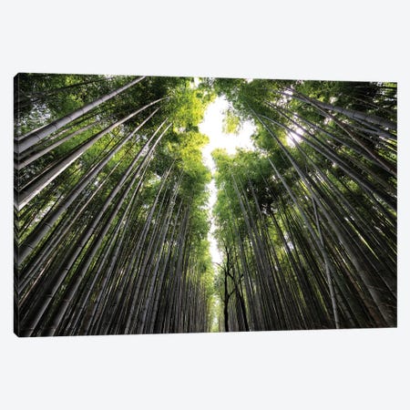 Sagano Bamboo Forest II Canvas Print #PHD837} by Philippe Hugonnard Canvas Artwork