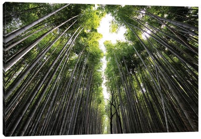 Sagano Bamboo Forest II Canvas Art Print - Japan Rising Sun