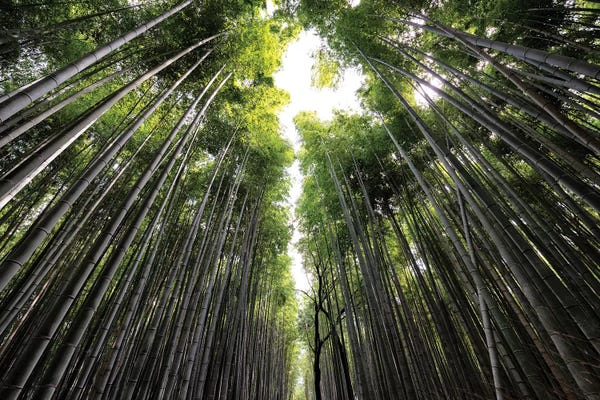 Bamboo: Sagano Bamboo Forest II by Philippe Hugonnard