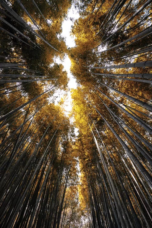 Sagano Bamboo Forest III