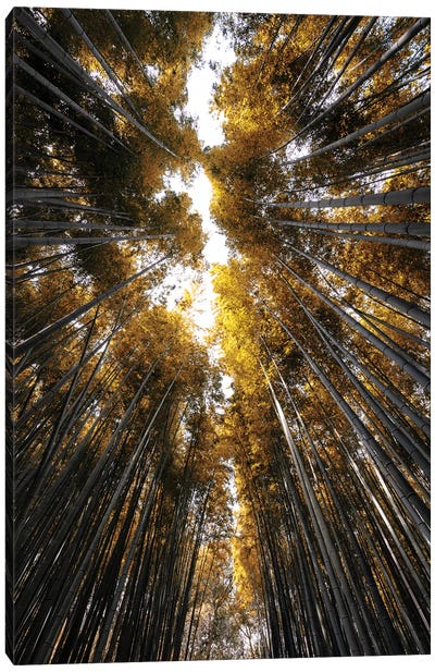 Sagano Bamboo Forest III Canvas Art Print - Arashiyama Bamboo Forest