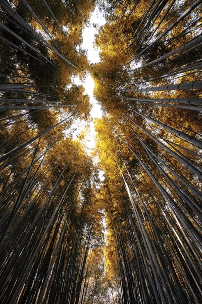 Bamboo: Sagano Bamboo Forest III by Philippe Hugonnard
