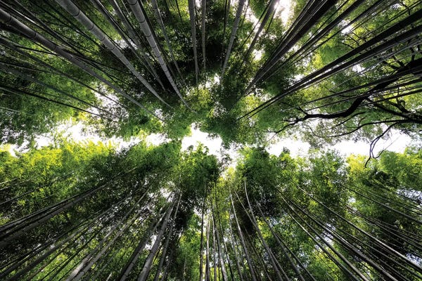 Bamboo: Arashiyama Bamboo Forest by Philippe Hugonnard