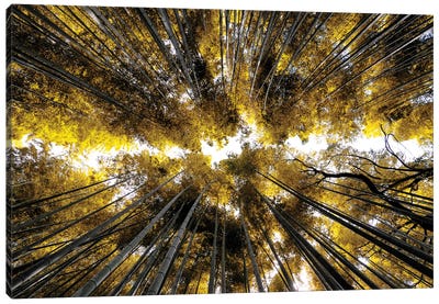 Arashiyama Bamboo Forest I Canvas Art Print - Arashiyama Bamboo Forest