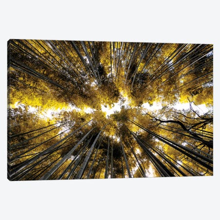 Arashiyama Bamboo Forest I Canvas Print #PHD840} by Philippe Hugonnard Canvas Artwork