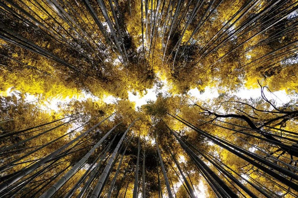 Bamboo: Arashiyama Bamboo Forest I by Philippe Hugonnard