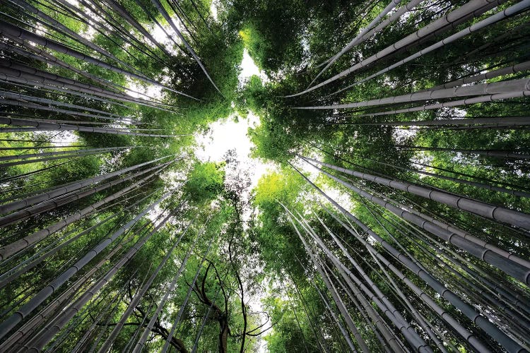 Arashiyama Bamboo Forest II