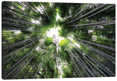 Arashiyama Bamboo Forest II Canvas Art Print - Arashiyama Bamboo Forest