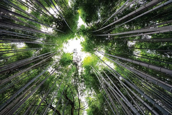 Bamboo: Arashiyama Bamboo Forest II by Philippe Hugonnard