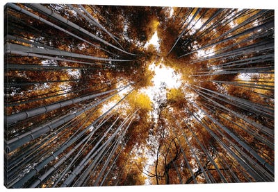 Arashiyama Bamboo Forest III Canvas Art Print - Natural Wonders