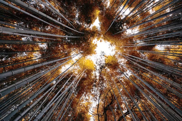 Bamboo: Arashiyama Bamboo Forest III by Philippe Hugonnard