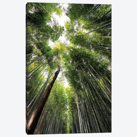 Arashiyama Bamboo Forest IV Canvas Print #PHD843} by Philippe Hugonnard Canvas Artwork