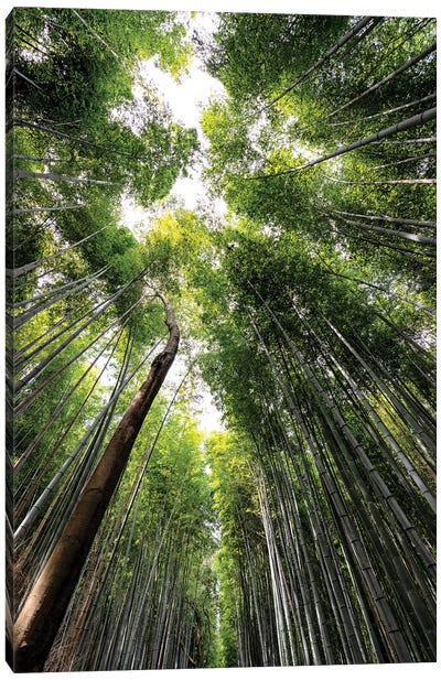 Arashiyama Bamboo Forest IV Canvas Art Print - Japan Rising Sun