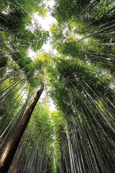 Bamboo: Arashiyama Bamboo Forest IV by Philippe Hugonnard