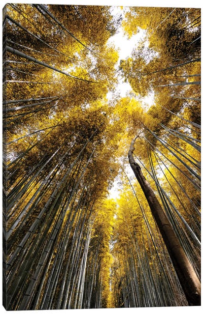 Arashiyama Bamboo Forest V Canvas Art Print - Arashiyama Bamboo Forest