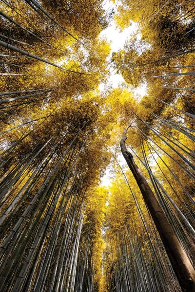 Bamboo: Arashiyama Bamboo Forest V by Philippe Hugonnard