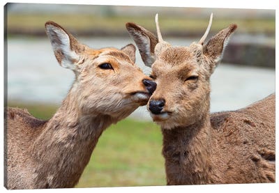 Nara Deer Kiss Canvas Art Print - Japan Rising Sun