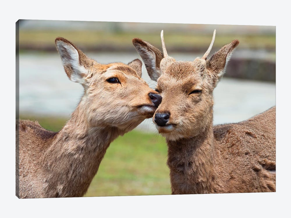 Nara Deer Kiss by Philippe Hugonnard 1-piece Canvas Art Print