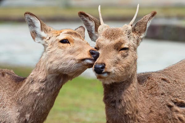 Nara: Nara Deer Kiss by Philippe Hugonnard