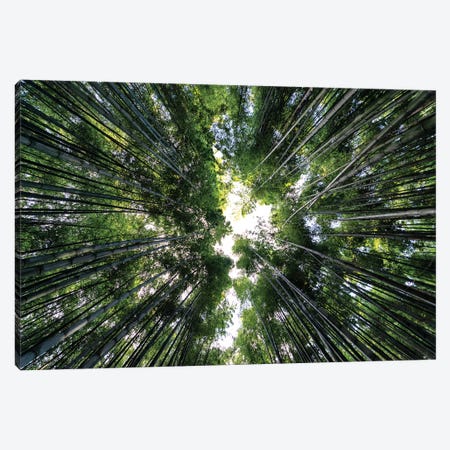 Bamboo Forest Canvas Print #PHD849} by Philippe Hugonnard Canvas Art