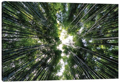 Bamboo Forest Canvas Art Print - Japan Rising Sun