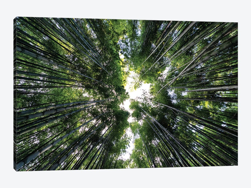 Bamboo Forest by Philippe Hugonnard 1-piece Canvas Artwork