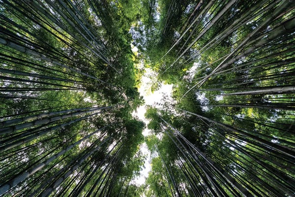Bamboo: Bamboo Forest by Philippe Hugonnard