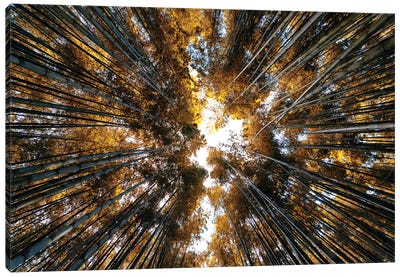 Bamboo Forest II Canvas Art Print - Natural Wonders