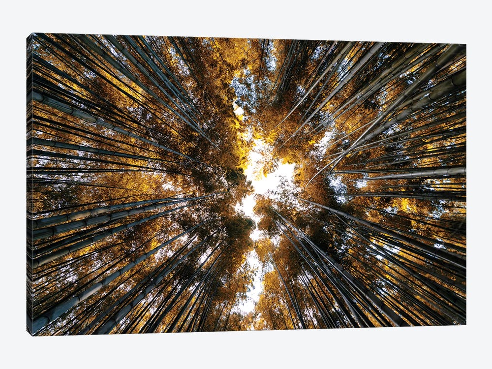 Bamboo Forest II by Philippe Hugonnard 1-piece Canvas Wall Art