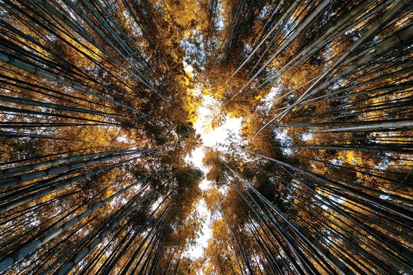 Arashiyama Bamboo Forest: Bamboo Forest II by Philippe Hugonnard