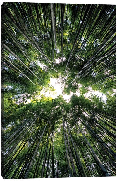 Bamboo Forest III Canvas Art Print - Kyoto