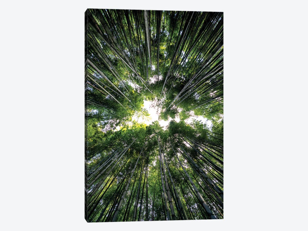Bamboo Forest III by Philippe Hugonnard 1-piece Canvas Art Print