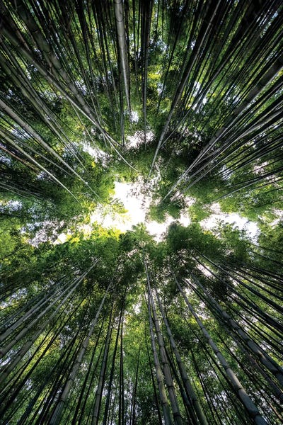 Natural Wonders: Bamboo Forest III by Philippe Hugonnard