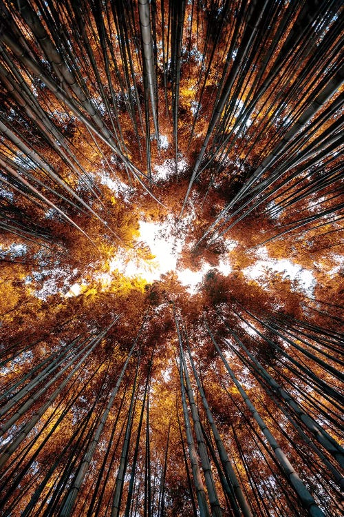 Bamboo Forest IV by Philippe Hugonnard wall art
