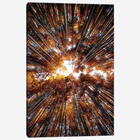 Bamboo Forest IV Canvas Print #PHD852} by Philippe Hugonnard Art Print