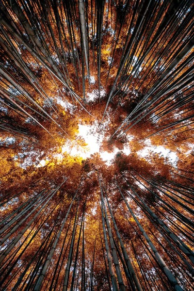 Bamboo: Bamboo Forest IV by Philippe Hugonnard