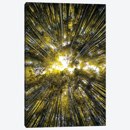 Bamboo Forest V Canvas Print #PHD853} by Philippe Hugonnard Canvas Print
