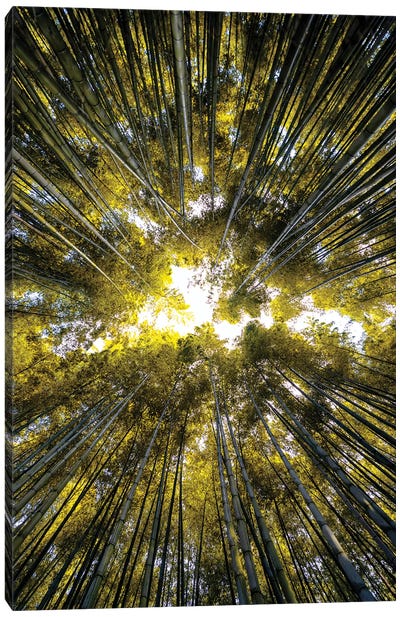 Bamboo Forest V Canvas Art Print - Japan Rising Sun
