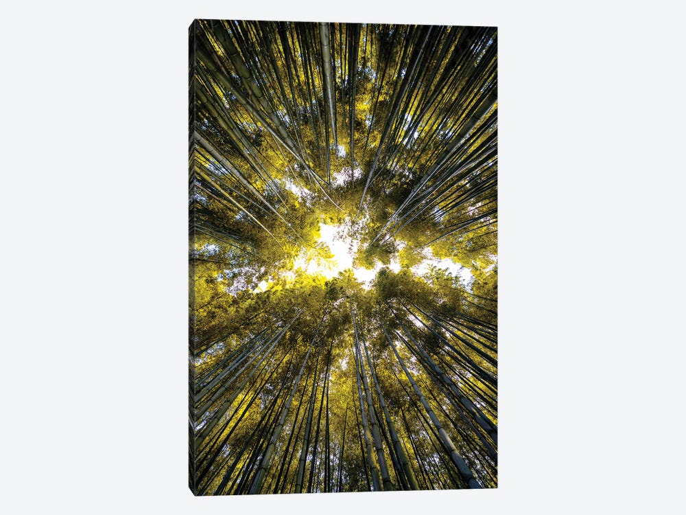 Bamboo Forest V by Philippe Hugonnard 1-piece Canvas Print