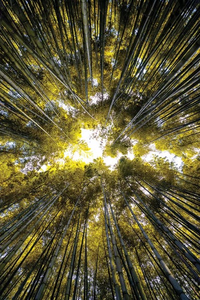 Bamboo: Bamboo Forest V by Philippe Hugonnard