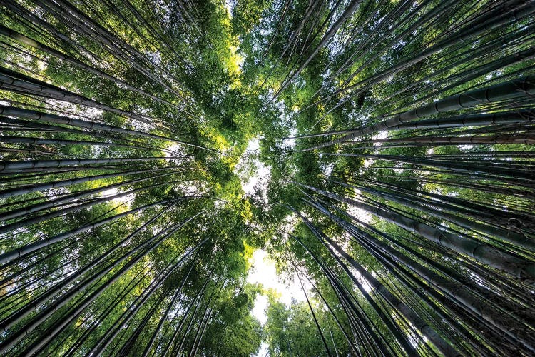 Bamboo Forest VIII by Philippe Hugonnard wall art
