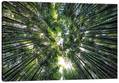 Bamboo Forest VIII Canvas Art Print - Arashiyama Bamboo Forest