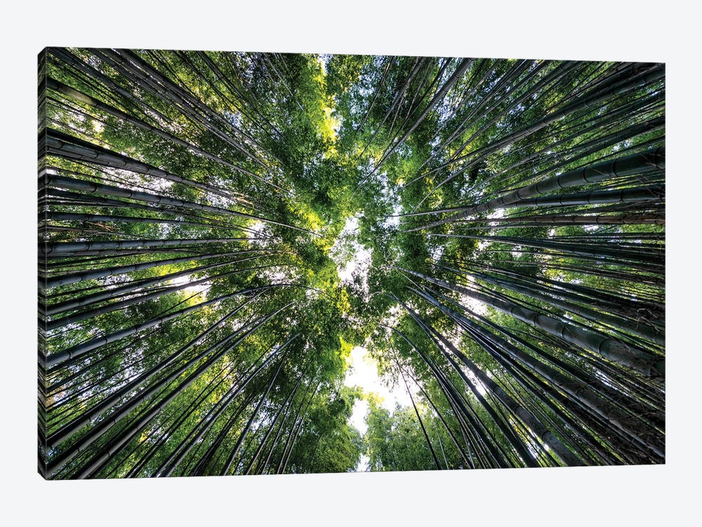 Bamboo Forest VIII by Philippe Hugonnard 1-piece Canvas Wall Art