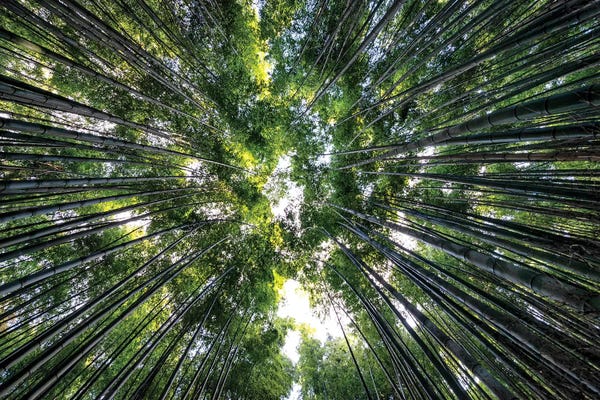 Bamboo: Bamboo Forest VIII by Philippe Hugonnard