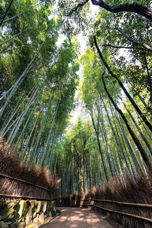 Kyoto'S Bamboo Forest