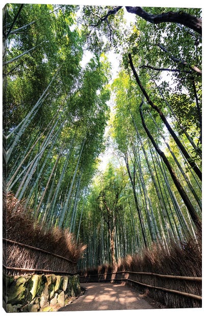 Kyoto'S Bamboo Forest Canvas Art Print - Bamboo Art