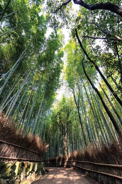 Kyoto'S Bamboo Forest