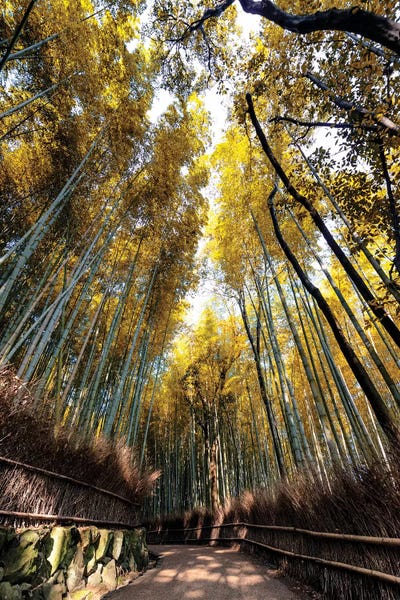 Natural Wonders: Kyoto'S Bamboo Forest II by Philippe Hugonnard