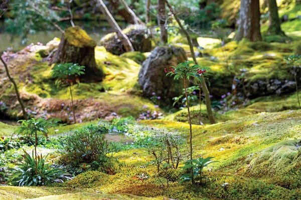 Rocks: Beautiful Moss Garden by Philippe Hugonnard