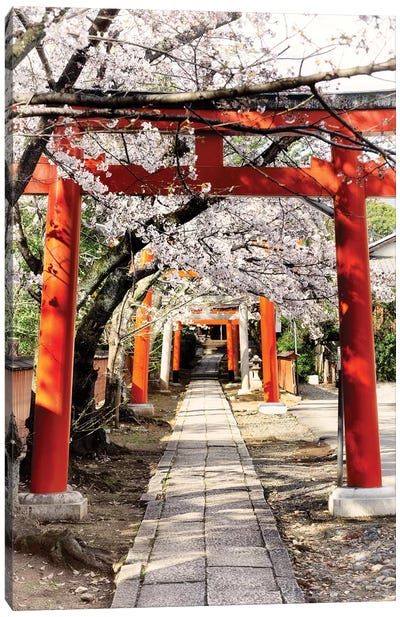 Cherry Blossoms And Torii Canvas Art Print - East Asian Culture